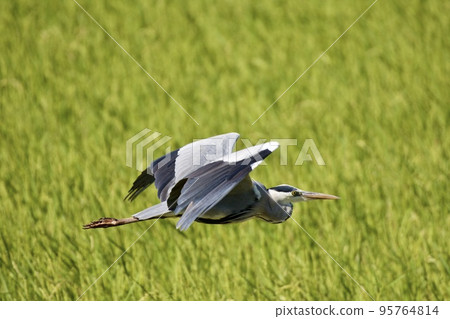 Gray heron heron / Japan 95764814