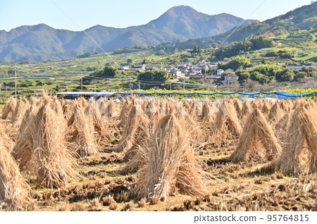 Scenery of rice straw drying after threshing Scenery of rice straw drying after threshing 95764815