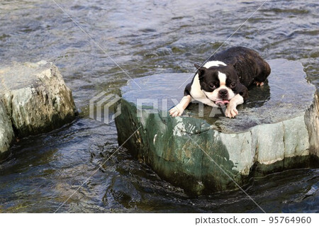 Mighty-kun, a Boston terrier, looks down on the stepping stones of Tokigawa's Tokigawa River, a popular spot for playing in the river♡ 95764960