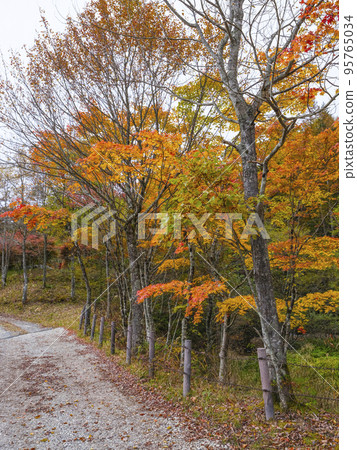 長野縣飯田市 國民之森廣場的紅葉 95765034