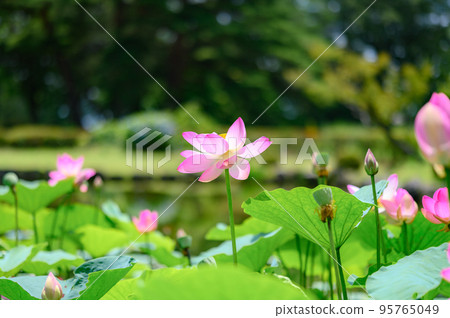 lotus flower blooming in lotus pond lotus flower blooming in lotus pond 95765049