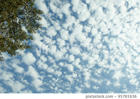 Autumn blue sky and cirrocumulus clouds that feel the change of seasons Autumn blue sky and cirrocumulus clouds that feel the change of seasons 95765836