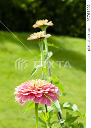 Three pink zinnias blooming on a grassy hill Three pink zinnias blooming on a grassy hill 95765902
