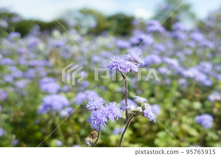 Ageratum with beautiful purple color 95765915