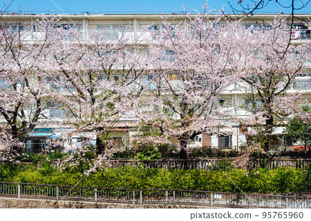 Cherry blossoms in full bloom and housing complex Cherry blossoms in full bloom and housing complex 95765960