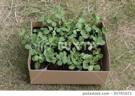豌豆種植 豌豆種植 95765971