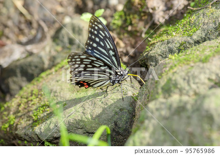Red-faced red turtle Red-faced red turtle 95765986