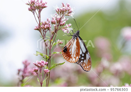 Asagi madara 95766303