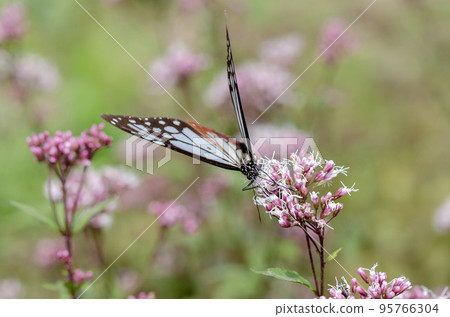 Asagi madara Asagi madara 95766304