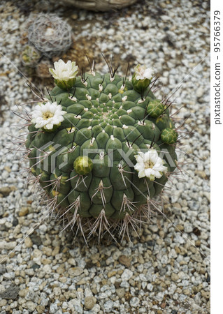 Shikishima Park Kadokura Techno Rose Garden Greenhouse Cactus 95766379
