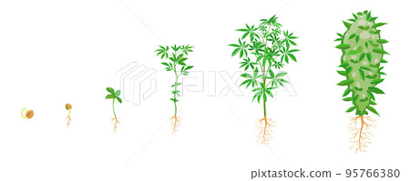 Cannabis growth in stages. Marijuana sprouting infographic. Sowing and growth cycle of ganja 95766380