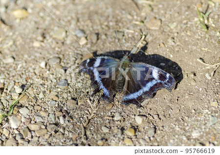 琉璃蛺蝶 琉璃蛺蝶 95766619