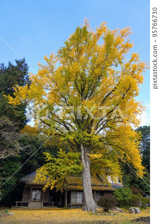 Preserved Trees in Kagawa Prefecture Yakushiin Ginkgo (Takase Town, Mitoyo City, Kagawa Prefecture) Preserved Trees in Kagawa Prefecture Yakushiin Ginkgo (Takase Town, Mitoyo City, Kagawa Prefecture) 95766730