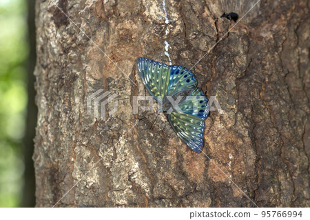 Suminagashi Suminagashi 95766994