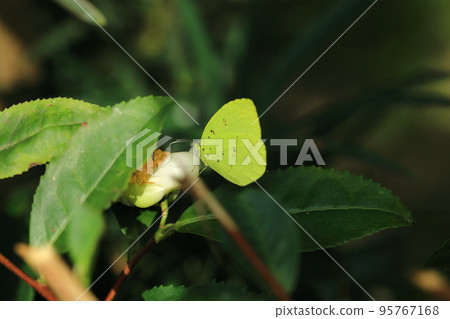 茶樹花和大戟 茶樹花和大戟 95767168