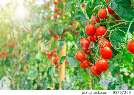 Fresh ripe red tomatoes plant growth in organic greenhouse garden ready to harvest 95767269