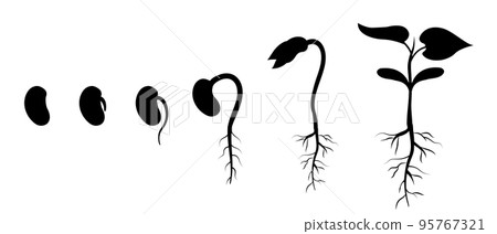 Bean seed germination step by step. Appearance of roots in plant. Silhouette of sprout development Bean seed germination step by step. Appearance of roots in plant. Silhouette of sprout development 95767321