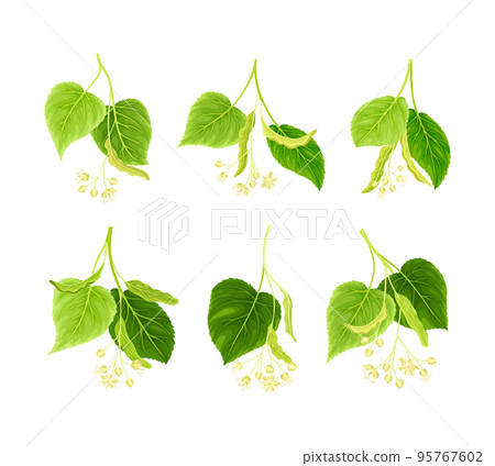 Blooming linden twig with green leaves and flowers set vector illustration Blooming linden twig with green leaves and flowers set vector illustration 95767602