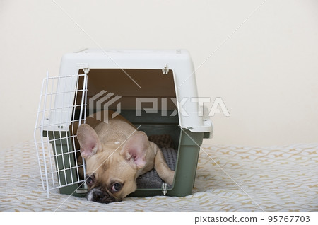 A French Bulldog dog lies in a large plastic box for transporting animals, lying on a soft bedding with its head on the floor. The dog is ready to travel. 95767703