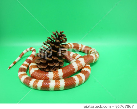 一個松果放在一條紅白相間的蛇中間 一個松果放在一條紅白相間的蛇中間 95767867