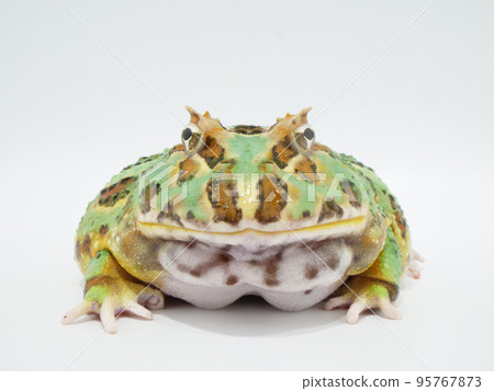 Cranwel horned frog seen from the front 95767873