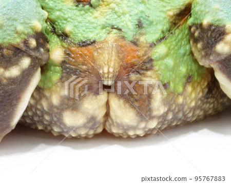 Cranwell horned frog butt 95767883