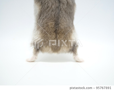 Djungarian hamster butt 95767891