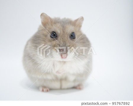 1 Djungarian Hamster 95767892