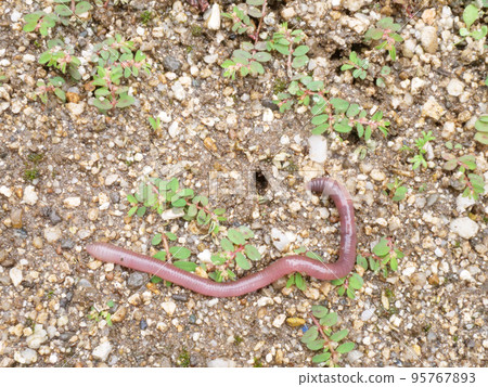 地上的蚯蚓 95767893