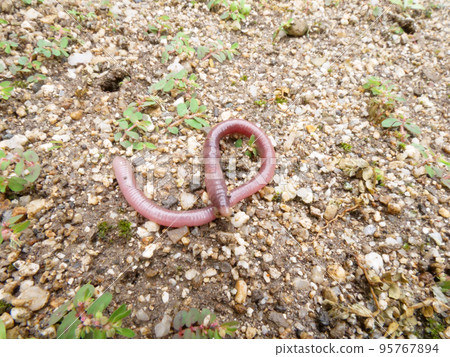 A round earthworm 95767894