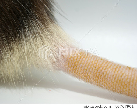 rat tail base 95767901