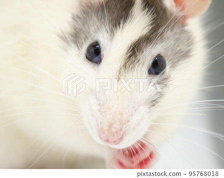 大鼠特寫照片 95768018