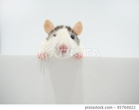 Rat winking towards here 95768022