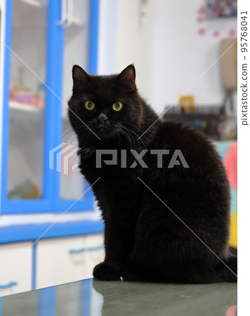 老黑貓坐在桌子上,証明牠才是這個家的主人 老黑貓坐在桌子上,証明牠才是這個家的主人 95768041