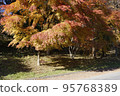 Autumn leaves around Lake Haruna 95768389