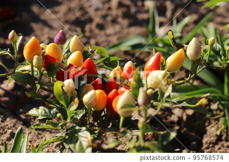 Colorful capsicum fruit of capsicum growing in a Japanese autumn garden Colorful capsicum fruit of capsicum growing in a Japanese autumn garden 95768574