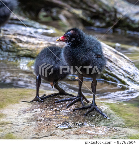 Little Common moorhen baby, Gallinula chloropus also known as the waterhen Little Common moorhen baby, Gallinula chloropus also known as the waterhen 95768604