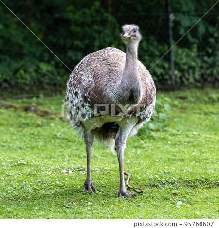 Darwin's rhea, Rhea pennata also known as the lesser rhea. Darwin's rhea, Rhea pennata also known as the lesser rhea. 95768607