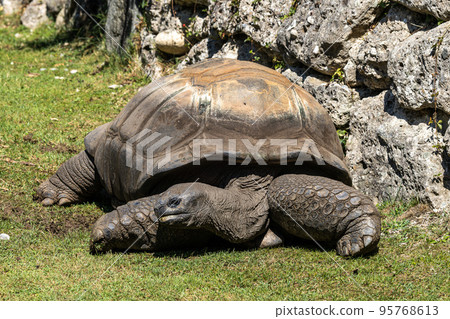 Aldabra giant tortoise, Curieuse Marine National Park, Curieuse, Seychelles 95768613