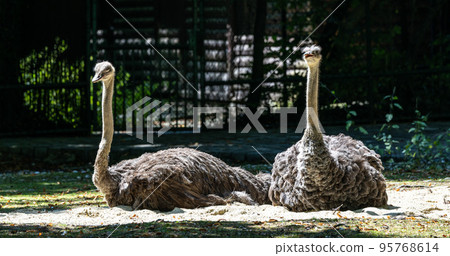 The common ostrich, Struthio camelus, or simply ostrich 95768614