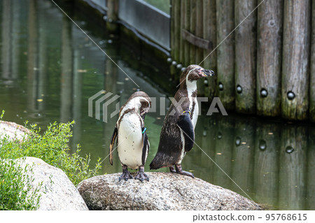 Humboldt Penguin, Spheniscus humboldti in a park 95768615
