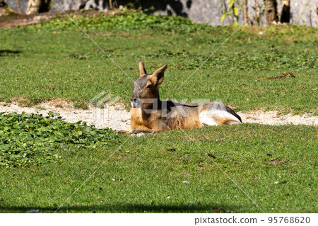 Patagonian Mara, Dolichotis patagonum are large relatives of guinea pigs 95768620