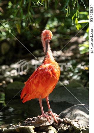 Scarlet ibis, Eudocimus ruber. Wildlife animal in the zoo Scarlet ibis, Eudocimus ruber. Wildlife animal in the zoo 95768624