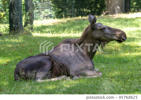 European Moose, Alces alces, also known as the elk European Moose, Alces alces, also known as the elk 95768625
