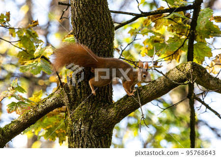 Eurasian red squirrel, Sciurus vulgaris at Old North Cemetery of Munich, Germany 95768643