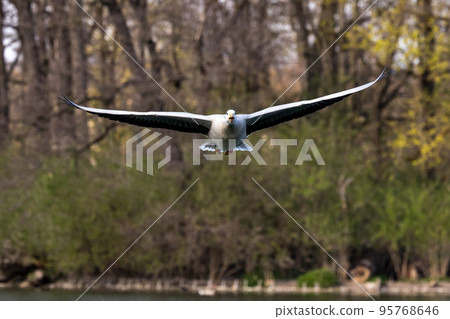 The bar-headed goose, Anser indicus flying over a lake in English Garden in Munich 95768646