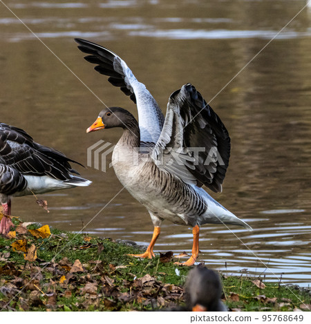 The greylag goose, Anser anser is a species of large goose The greylag goose, Anser anser is a species of large goose 95768649