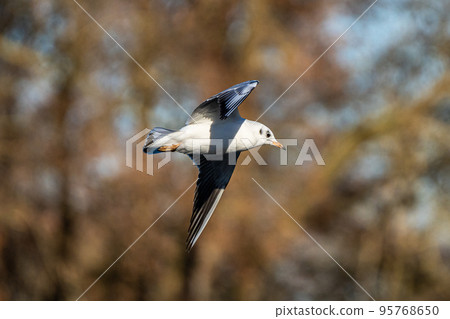 The European Herring Gull, Larus argentatus is a large gull The European Herring Gull, Larus argentatus is a large gull 95768650