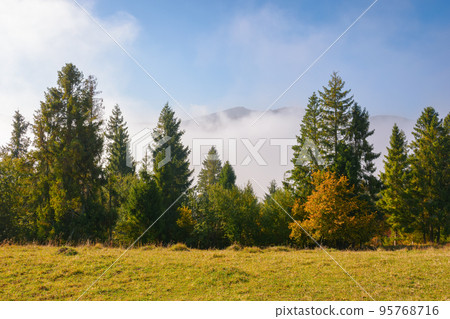coniferous forest on the grassy hillside meadow. fog rising up in to the blue sky. cold sunny morning in autumn coniferous forest on the grassy hillside meadow. fog rising up in to the blue sky. cold sunny morning in autumn 95768716