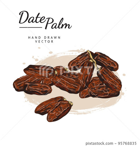 Dried fruits of dates, colored sketch vector illustration on white background. 95768835